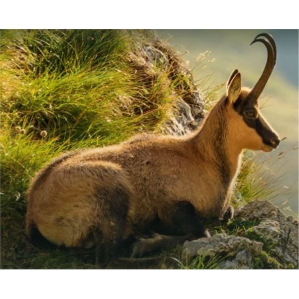 ATP Hunt: 1-Cantabrian Chamois