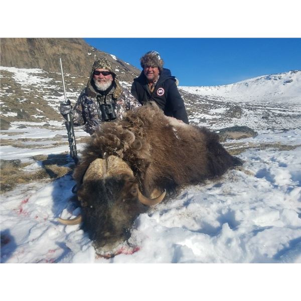 Musk Ox Hunt in Greenland