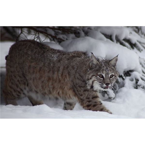 7 Day Hunt in British Columbia