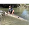 Image 5 : 2 Days Sturgeon Fishing on the Fraser River