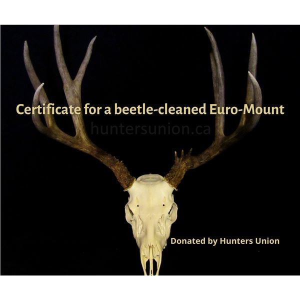European Skull Mount (beetle cleaned) Gift Certificate