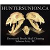 Image 2 : European Skull Mount (beetle cleaned) Gift Certificate