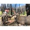 Image 3 : 7-Day Mule Deer and Wolf Hunt