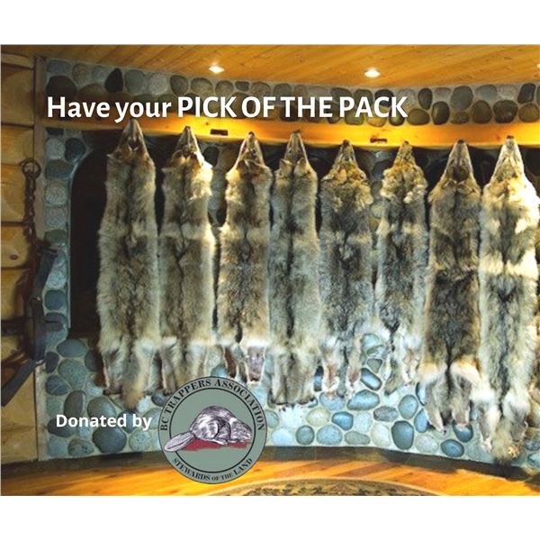 Pick of the Pack - tanned wolf hide