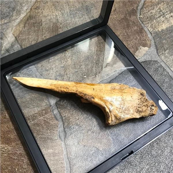 Native American Paleo Splinter Awl Tool