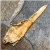 Image 2 : Native American Paleo Splinter Awl Tool