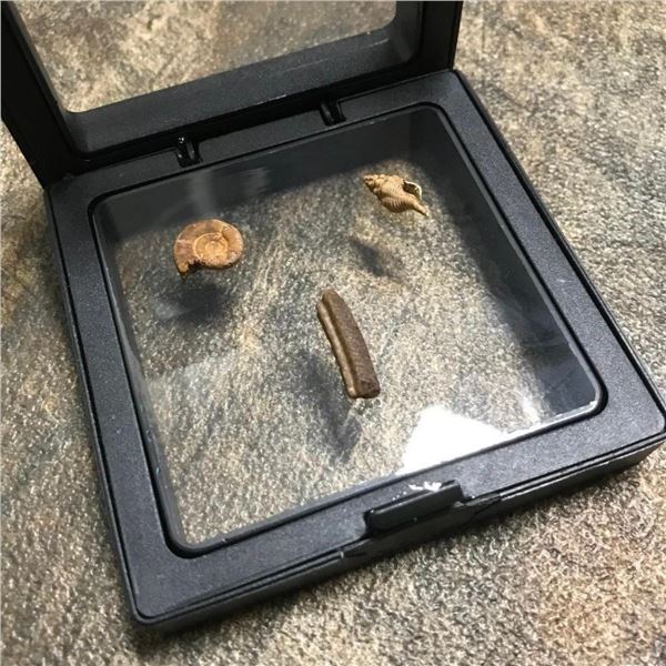 Group of Tiny Prehistoric Marine Fossils