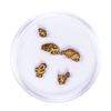 Image 2 : Lot of Gold Nuggets 2.35 grams Total Weight