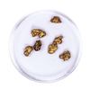 Image 2 : Lot of Gold Nuggets 3.16 grams Total Weight