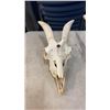 Image 2 : 5 ANIMAL SKULLS WITH HORNS