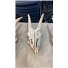 Image 3 : 5 ANIMAL SKULLS WITH HORNS