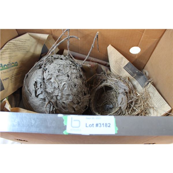 Birds nest and wasp nest