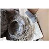 Image 2 : Birds nest and wasp nest