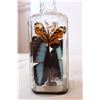 Image 3 : butterflies in bottle