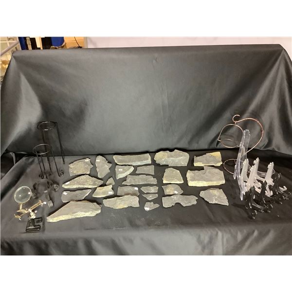 ASSORTED FOSSILS AND DISPLAY HOLDERS