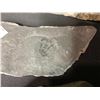 Image 33 : ASSORTED FOSSILS AND DISPLAY HOLDERS