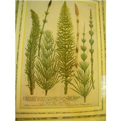 JOHANN WILHELM WEINMANN  17TH C.  BOTANICAL #2152980