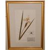 Image 1 : Framed Iris Botanical, c. 1948 signed #2164674