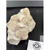 Image 2 : Lot of 2 Beautiful Fossils