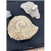 Image 2 : Nice Lot of 3 Fossils