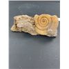 Image 3 : Nice Lot of 2 Beautiful Fossils