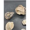 Image 2 : Nice Lot of Fossils