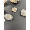 Image 3 : Nice Lot of Fossils