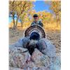 Image 1 : Mexico Gould's Turkey Hunt for Two with Mesquite Mountain Outfitters
