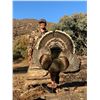 Image 4 : Mexico Gould's Turkey Hunt for Two with Mesquite Mountain Outfitters