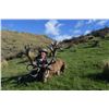 Image 1 : New Zealand Red Stag for Two with High Peak Hunting New Zealand
