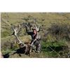 Image 5 : New Zealand Red Stag for Two with High Peak Hunting New Zealand
