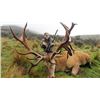 Image 7 : New Zealand Red Stag for Two with High Peak Hunting New Zealand