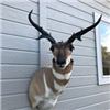 Image 2 : Antelope shoulder mount or credit towards a mount by Sundance Taxidermy Specialists