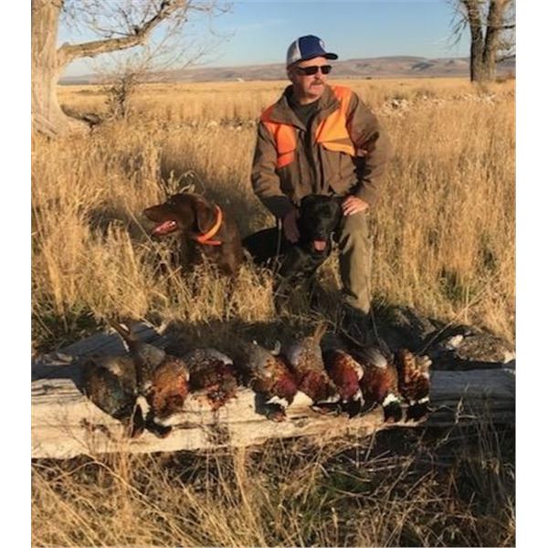 Idaho Adult and Youth Pheasant Hunt with South Hills Lodge