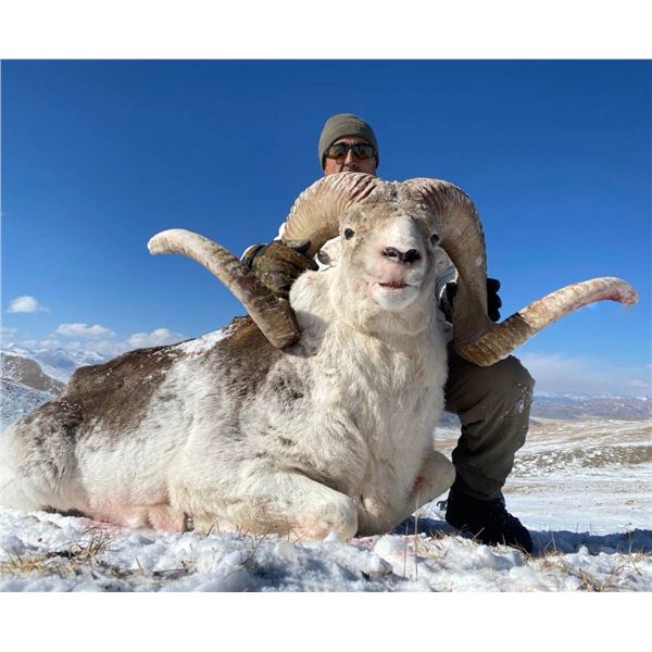 Combination Marco Polo/Ibex hunt in Tajikistan with LLC Murgab Company