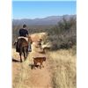 Image 4 : Arizona Horseback Mountain Lion hunt with Diamond Outfitters