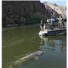 Image 4 : Hells Canyon Fishing Trip for 6 with Killgore Adventures