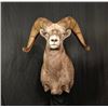 Image 1 : Sheep Shoulder Mount - Imperial Taxidermy