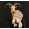 Image 4 : Sheep Shoulder Mount - Imperial Taxidermy