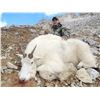 Image 1 : British Columbia Mountain Goat hunt with Terminus Mountain Outfitters