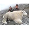 Image 3 : British Columbia Mountain Goat hunt with Terminus Mountain Outfitters
