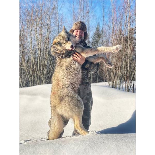 Alberta Canada Wolf Hunt for Two with Wolf Huntin Adventures