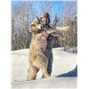 Image 1 : Alberta Canada Wolf Hunt for Two with Wolf Huntin Adventures