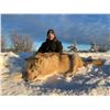 Image 4 : Alberta Canada Wolf Hunt for Two with Wolf Huntin Adventures