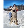 Image 6 : Alberta Canada Wolf Hunt for Two with Wolf Huntin Adventures