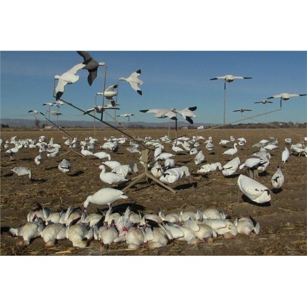 Idaho Snow Goose hunt for 7 with Four Flyways