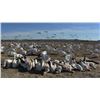 Image 5 : Idaho Snow Goose hunt for 7 with Four Flyways