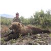 Image 1 : Alaska Grizzly Bear & Wolf hunt with D & L Outfitters