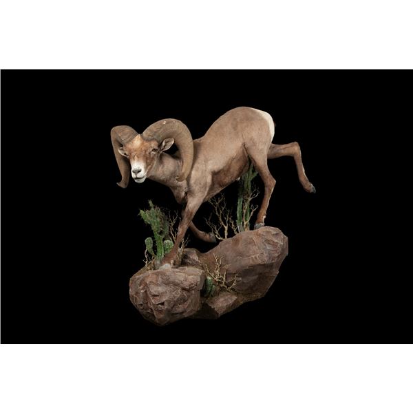 Lifesize Taxidermy mount of sheep, goat, or ibex from Monarch Taxidermy