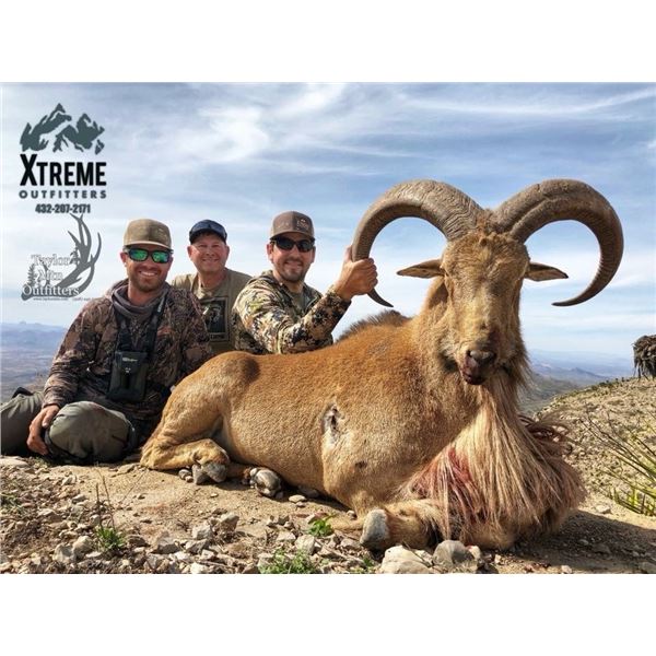 3-day Texas Free Range Aoudad hunt with Xtreme Outfitters